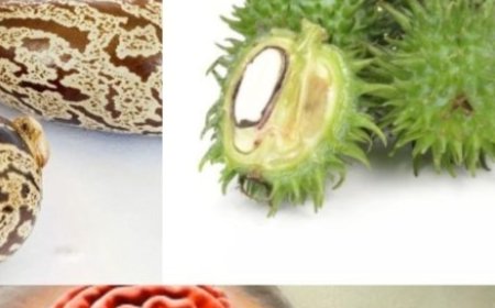 Castor Oil: Discover the Transformative Effects After Just 7 Days