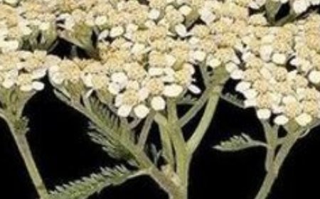 Discover the Strengthening Effects of Yarrow