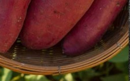 Unveiling the Culinary Wonders of Sweet Potatoes: Your Kitchen’s Secret Treasure!
