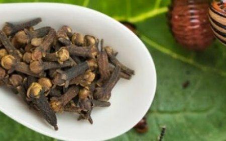 Stronger Than 100 Insecticides: Natural Solutions for Aphids and Potato Beetles