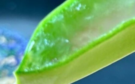 Hair Grows Like Crazy and Doesn’t Fall Out! This is the Best Remedy! Aloe Vera for Hair!