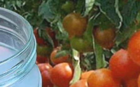 Boost Your Vegetable Harvest with this Natural, Homemade Fertilizer