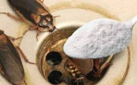 How to Eliminate Fleas, Ants, and Cockroaches from Your Home Forever
