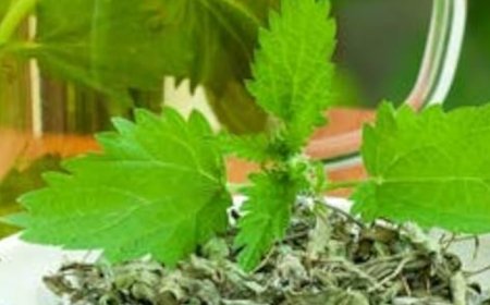 The Most Nutritious Plant on Earth? Here’s How to Make Stinging Nettle Tea