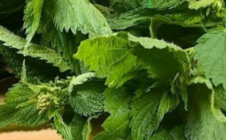 The Unsung Hero in Your Garden: Discover the Power of Nettle