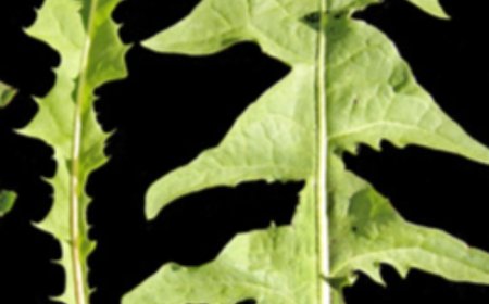 Cleans the Gut, Blood, and Liver. Helps from Head to Toe. Do You Have This Plant? Dandelion