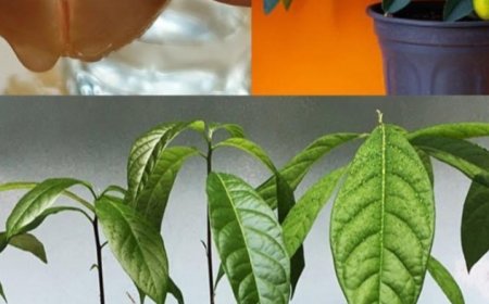 How Do Farmers Grow Avocado Trees