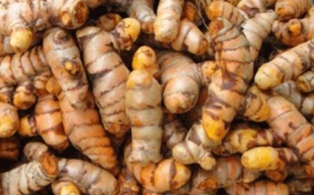 TURMERIC | A Simple and Easy Way to Grow in Your Home! We All Have to Have It!