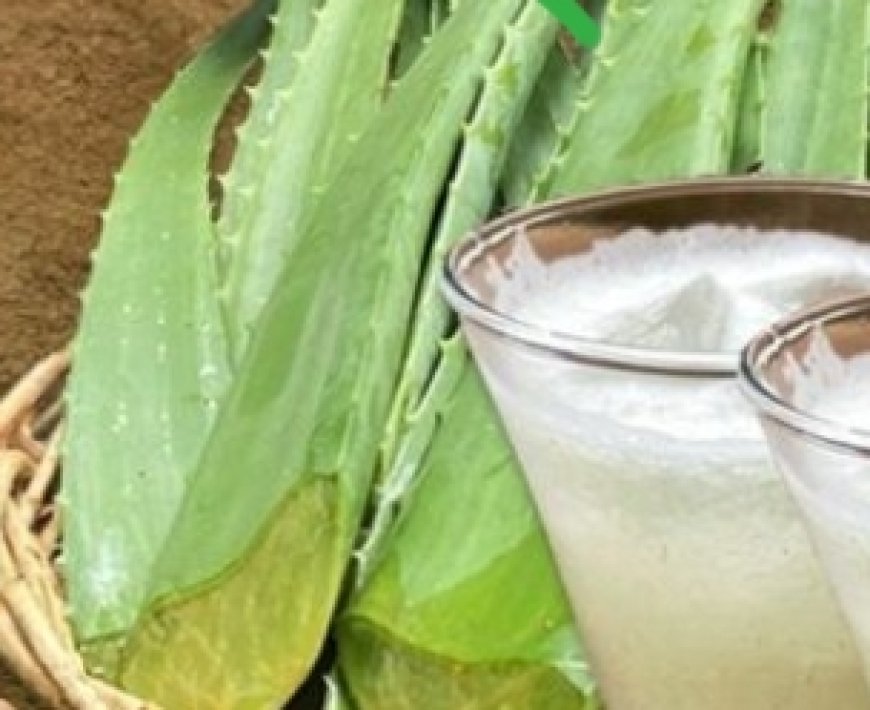 Refresh and Revitalize with Grandma’s Homemade Aloe Vera Juice