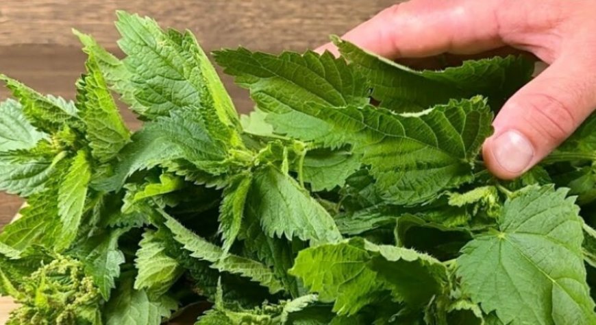 Nettles: The Unsung Hero for Blood Sugar Management