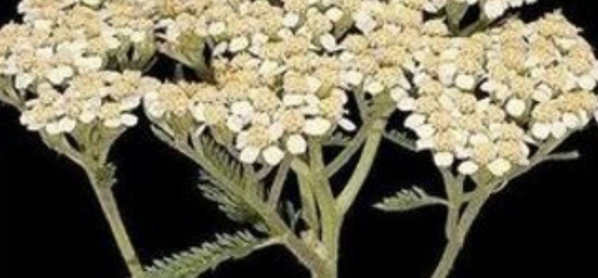 Discover the Strengthening Effects of Yarrow