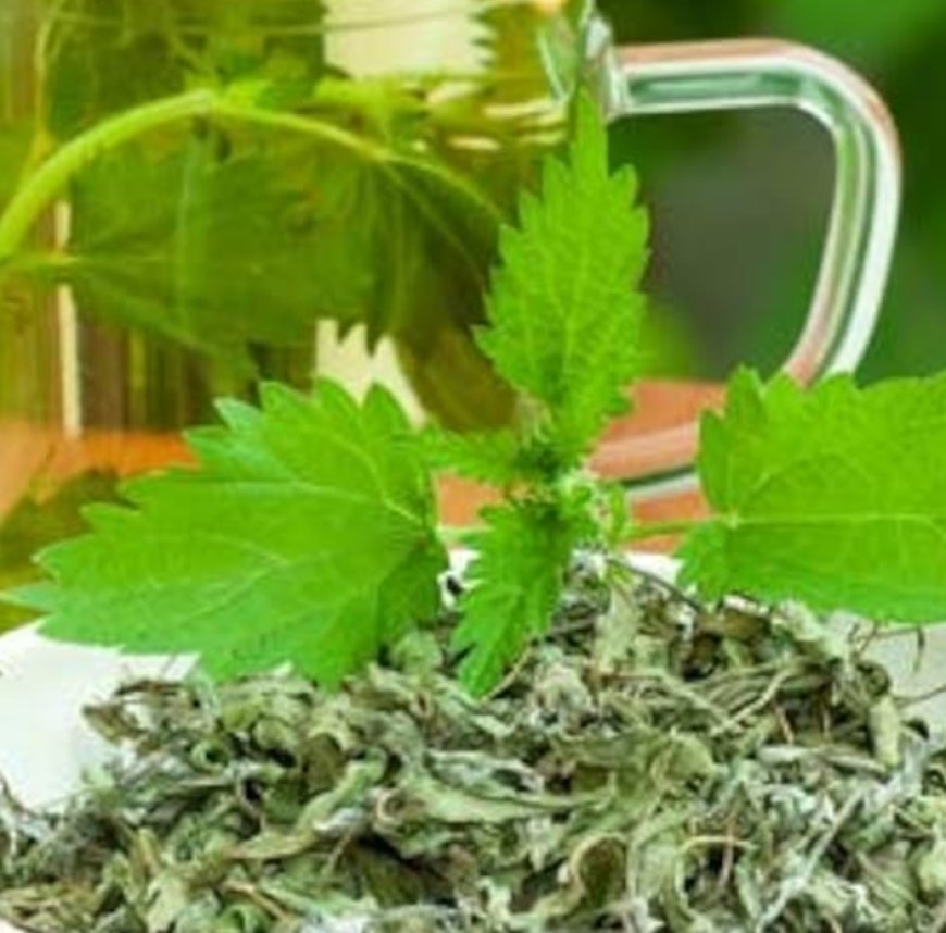 The Most Nutritious Plant on Earth? Here’s How to Make Stinging Nettle Tea