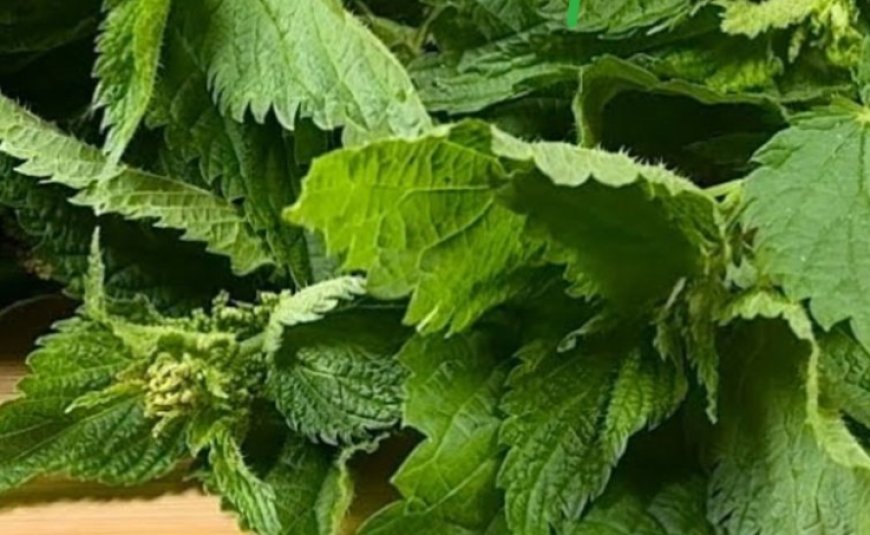 The Unsung Hero in Your Garden: Discover the Power of Nettle