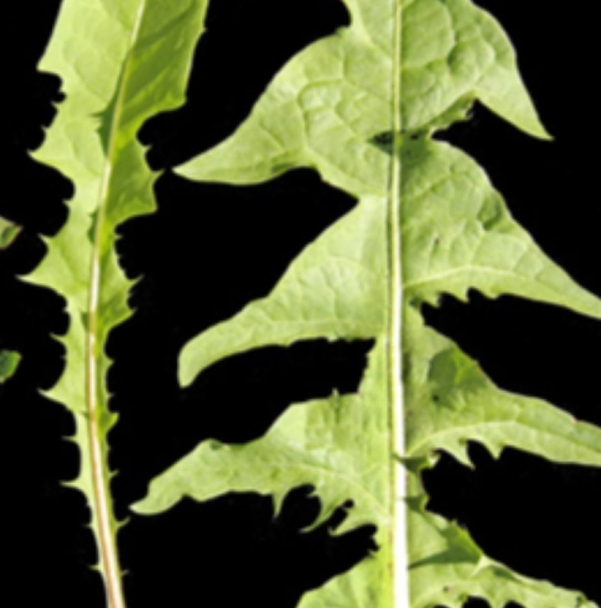 Cleans the Gut, Blood, and Liver. Helps from Head to Toe. Do You Have This Plant? Dandelion