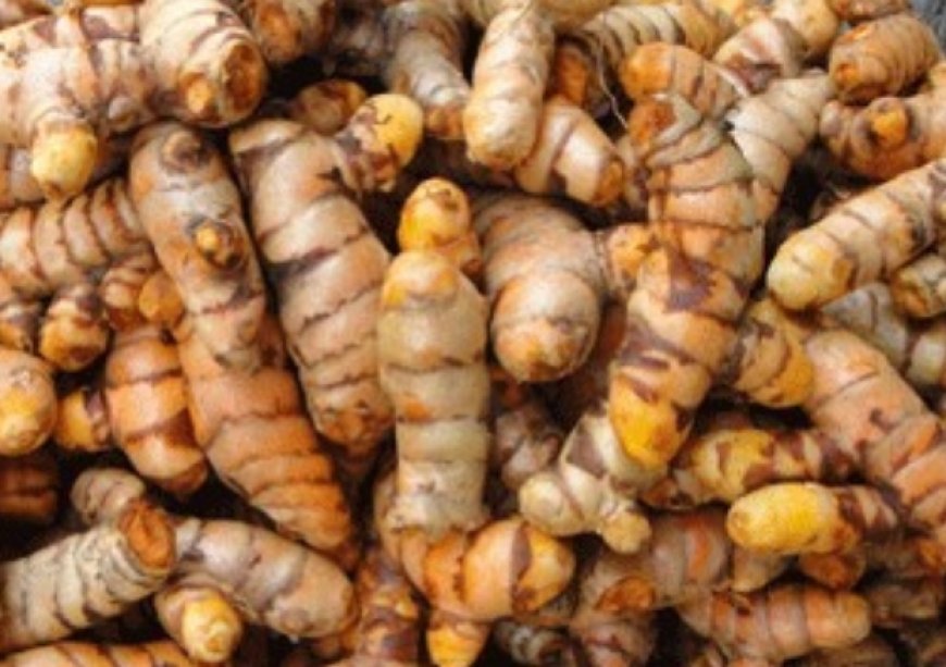 TURMERIC | A Simple and Easy Way to Grow in Your Home! We All Have to Have It!