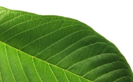 Healing with Guava Leaves and Fruit: Natural Remedies for Common Ailments