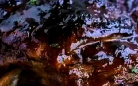 Crockpot Pork Ribs with Honey Balsamic Glaze