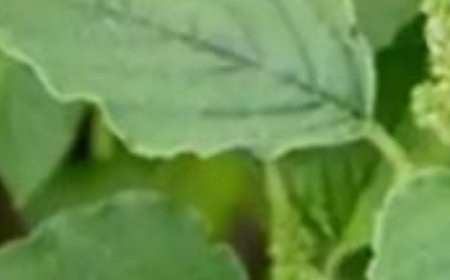 Unveiling the Amazing Health Benefits of Pigweed: A Hidden Gem in Your Garden