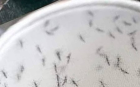 Utilizing Natural Methods to Deal with Unpleasant Insects