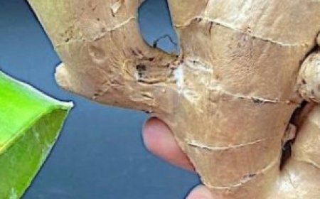 The Natural Bomb: An Incredible Remedy to Destroy Bacteria