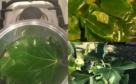 Immediately Lowers Blood Sugar: Boil Fig Leaves, Drink the Liquid, and You Will Be Grateful