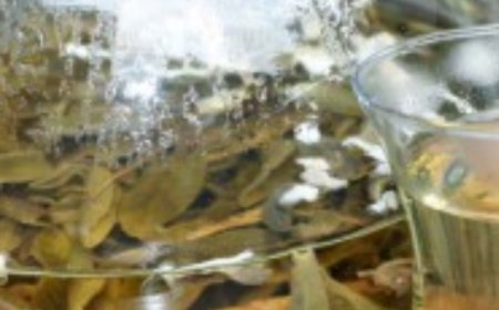 Death Begins in the Intestines! Why Die if You Have This Plant? Discover the Power of Sage Tea