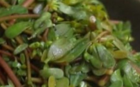 Embrace the Culinary Gem: The Health Benefits of Purslane