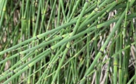 Horsetail Tea: The Plant That Defies Death – A Natural Killer of Bacteria, Fungi, and Inflammatory Processe
