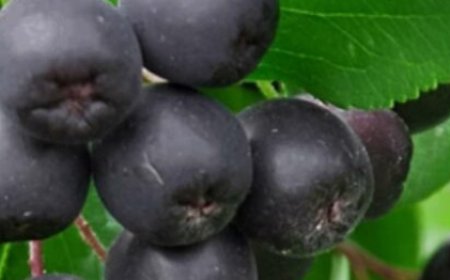 Stronger Blood Vessels, and Cholesterol as if It Never Existed: Discover the Power of Chokeberry
