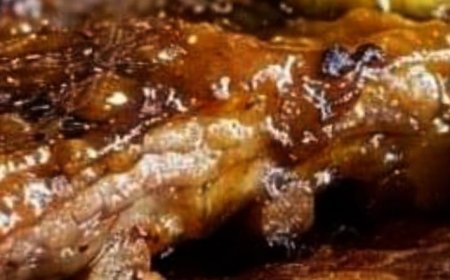 My buddy from Hawaii introduced me to this dish and now it’s on repeat at our place!