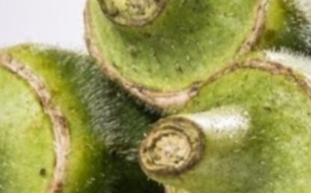 Okra: The Secret to Healing Your Body