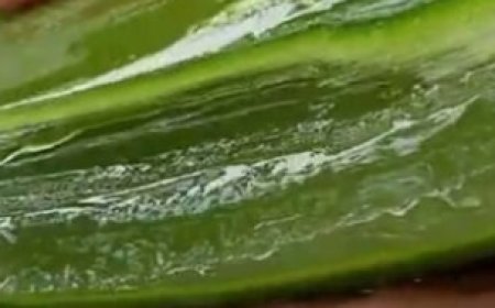 How to Make Aloe Vera Juice at Home