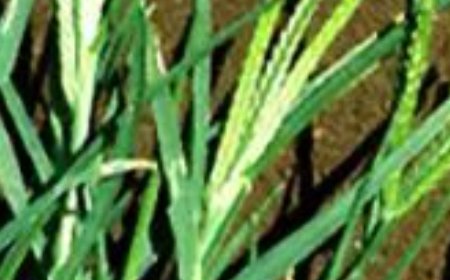 The Amazing Healing Powers of Goose Grass