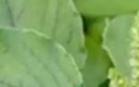 Uncovering the Hidden Benefits of Pigweed: A Nutritional Powerhouse