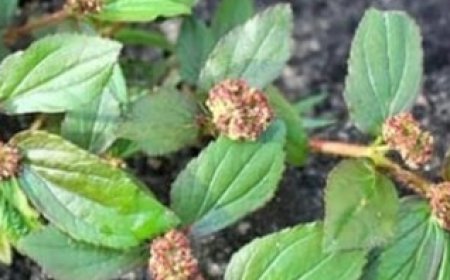 Discover the Power of Euphorbia Hirta: Nature’s Solution for Health Challenges