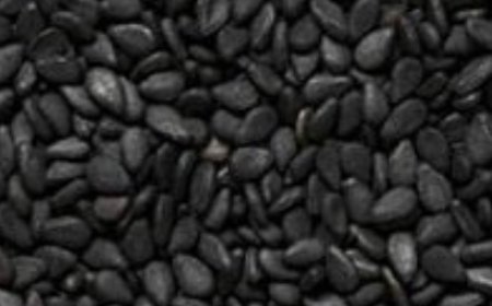 Cures Everything but Death – This Seed Cures Over 200 Diseases