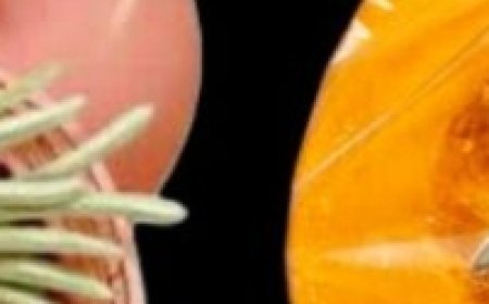 My Grandmother Drove Out All the Parasites and Worms: All the Toxins and Parasites Go Away with Pumpkin