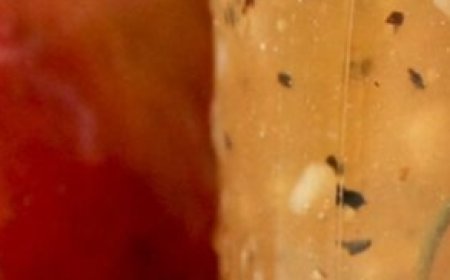 Garlic and Apple: The Secret Combination That Packs a Powerful Punch