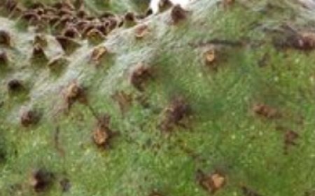 Soursop Juice: Benefits & Uses