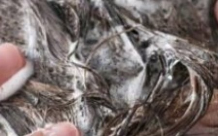 Baking Soda Shampoo: for Hair Growth