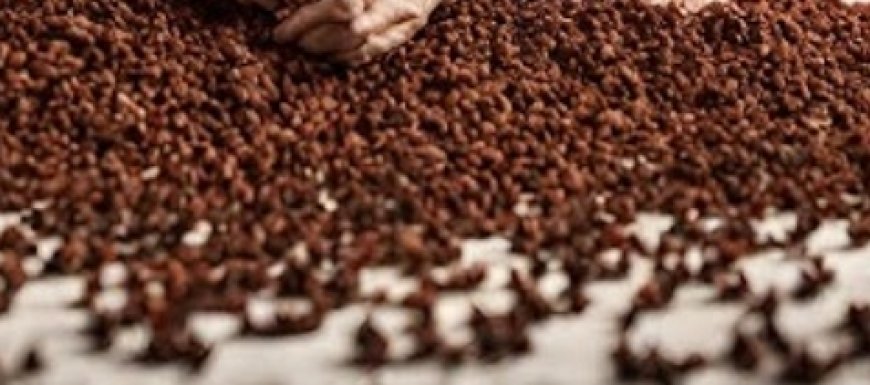 Put Cloves in the Bedroom Under the Bed: Surprising Benefits