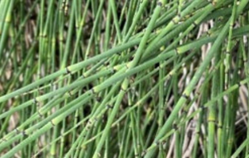 Horsetail Tea: The Plant That Defies Death – A Natural Killer of Bacteria, Fungi, and Inflammatory Processe