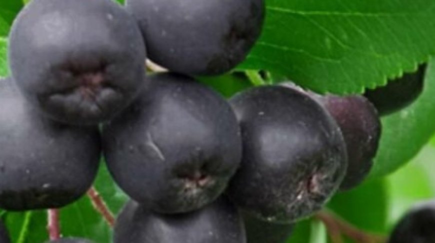 Stronger Blood Vessels, and Cholesterol as if It Never Existed: Discover the Power of Chokeberry