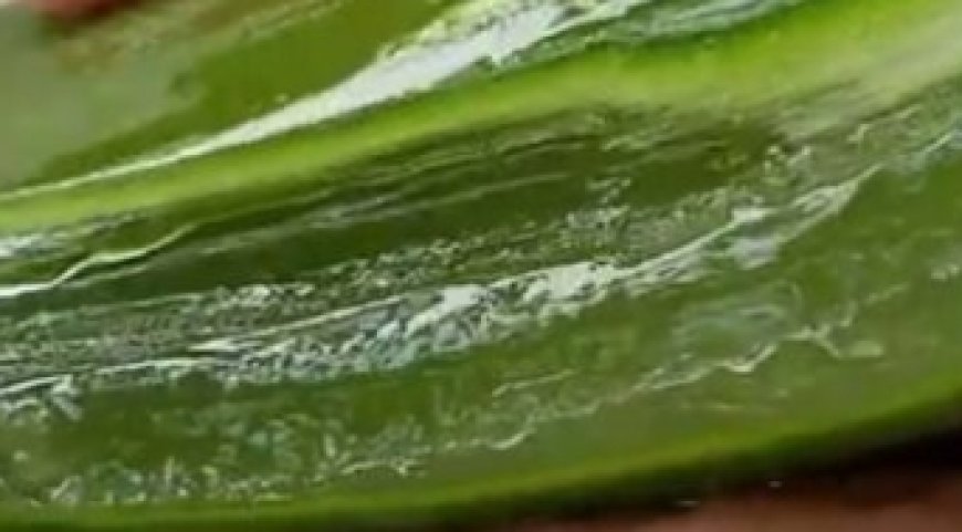 How to Make Aloe Vera Juice at Home