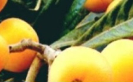 Eriobotrya Japonica: A Leaf Worth a Gold Mine