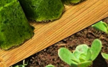 Purslane: The Superfood with Many Health Benefits