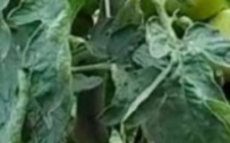 One Spoon Will Replace a Ton of Manure: The Power of Turmeric in Your Garden