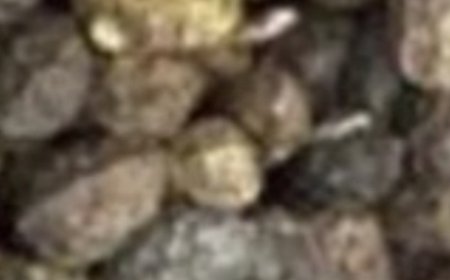 Unlock the Surprising Benefits: How to Eat Papaya Seeds