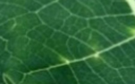 9 Benefits of Papaya Leaves & How to Process Them as Medicine