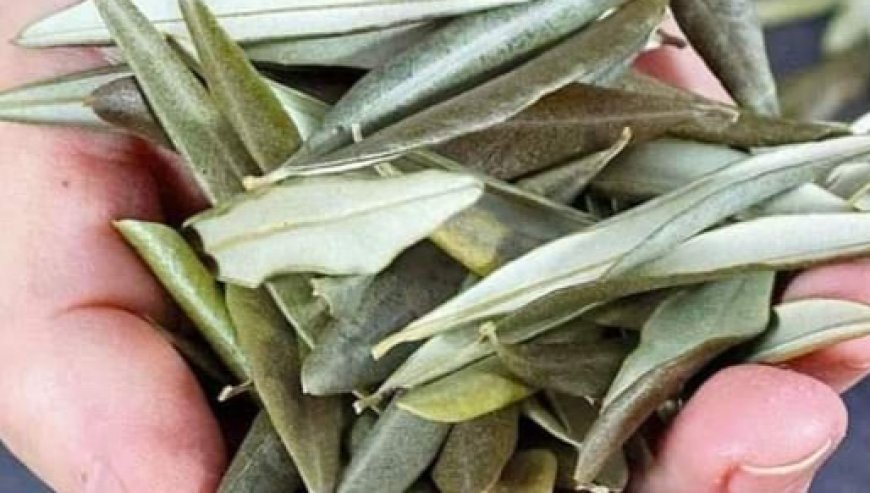 Discovering the Wonders of Dried Olive Leaves